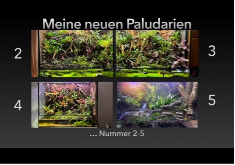 20260521 FPMüllenholz Blauaugen