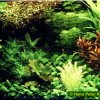 Hans Peter Kolvenbach - Pflanzen-Aquarium